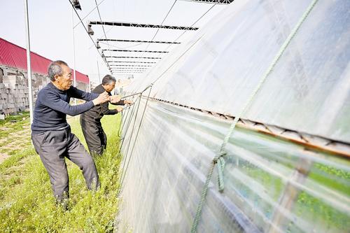 4月11日,石家莊市藁城區(qū)農(nóng)昌種植服務(wù)專業(yè)合作社的農(nóng)民正在加固蔬菜大棚。本報(bào)記者 史晟全攝